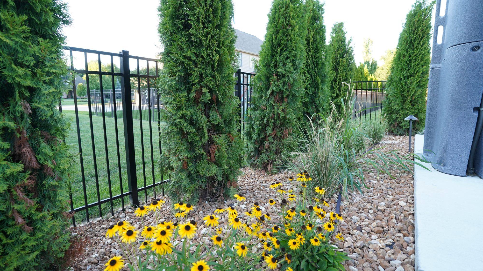 Landscape bed with black-eyed Susans, arborvitae and river rock along a fence